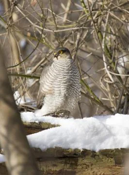 Sparrow hawk sitting on a tree-1. Stock Photos
