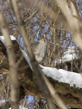 Sparrow hawk sitting on a tree-2. Foto stock