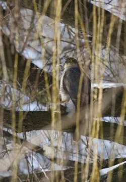 Sparrow hawk sitting on a tree. Stock Photos