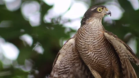 Sparrow hawk standing on a tree Vídeo Stock 85482159
