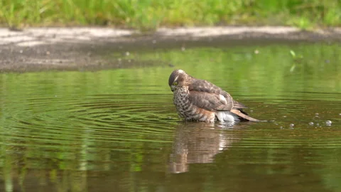 Sparrow hawk takes bath  1 Stockbeeldmateriaal 161916150