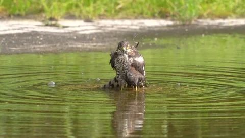 Sparrow hawk takes bath  2 Stock Footage 161916176