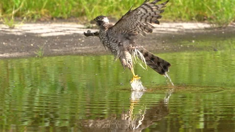 Sparrow hawk takes bath  3 Stock Footage 161915092