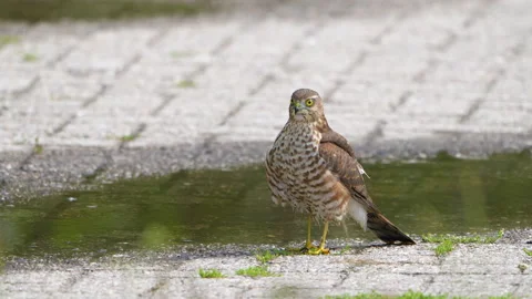 Sparrow hawk takes bath  4 Stock Footage 161916221