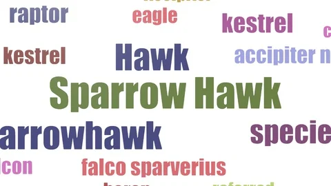 Sparrow Hawk Word Cloud Animated Isolated On White Stock Footage 107206991