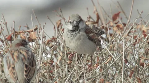 Sparrow in a hedge Vidéo 1744639