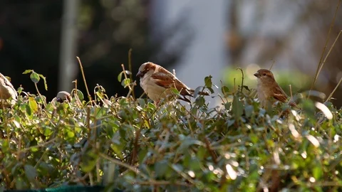 Sparrow on hedge in spring Stock Footage