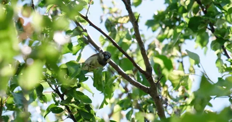 A Sparrow hides in the leaves Stock Footage 132364262