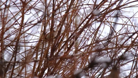 A sparrow hides in the winter snowfall in the branches of a shrub Stock Footage 150946037