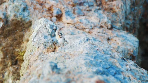 Sparrow hopping toward camera and flying away, Slow Motion Stock Footage 99589379