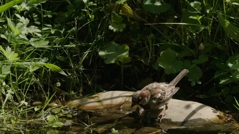 Sparrow hopping into the water Stock Footage 309766015