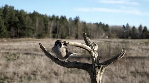 Sparrow hops up on a branch on a cold and windy fall day. Video stock 172263383