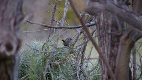 Sparrow Hops Down Branch Stock Footage 89603194