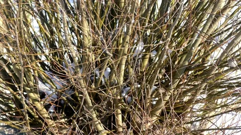 A sparrow hops over the bare winter branches of a tree - pollard willow Stock Footage 148477864