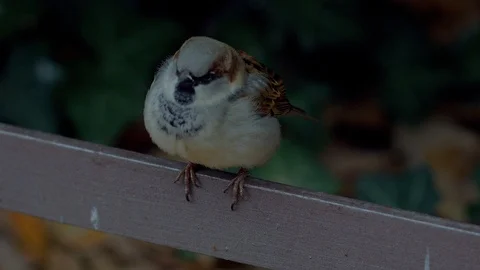 Sparrow house sitting on the tree branch and looking around. closeup Stock Footage 99809168
