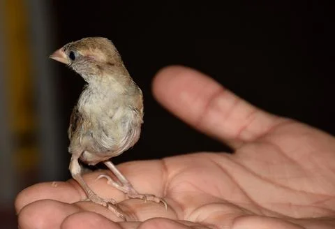 Sparrow in human hand Stock Photos