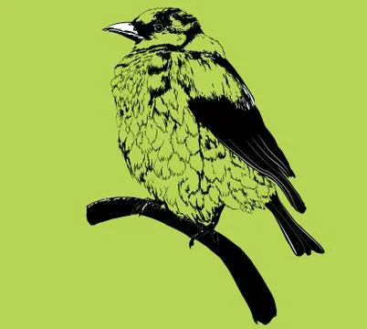 Sparrow Illustrazione stock