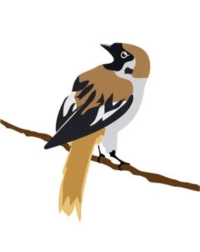 Sparrow Stock Illustration