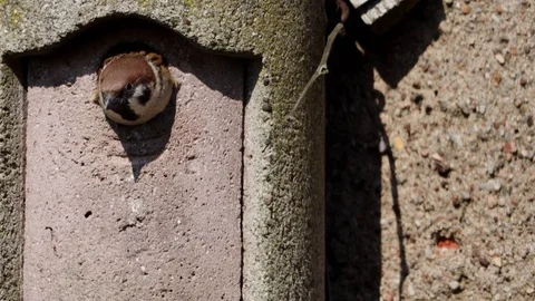 A Sparrow in a Incubator Stock Footage 126692429