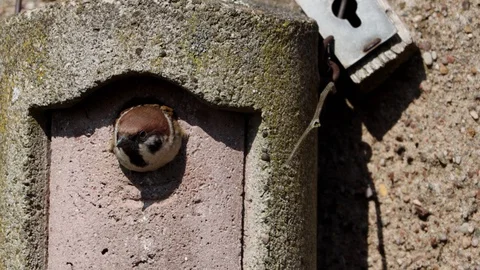 A Sparrow in a Incubator Stock Footage 126692472