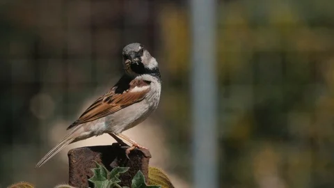 Sparrow With Insect in Mouth Stock Footage 86014919