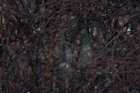 Sparrow inside the bush at winter Stock Photos