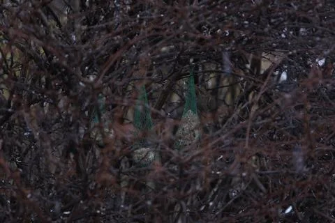 Sparrow inside the bush at winter Stock Photos