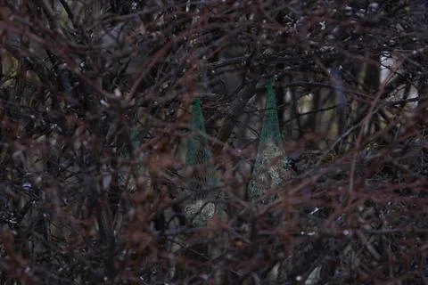 Sparrow inside the bush at winter Stock Photos