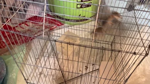 A sparrow inside a metal cage Stock Footage 221426452