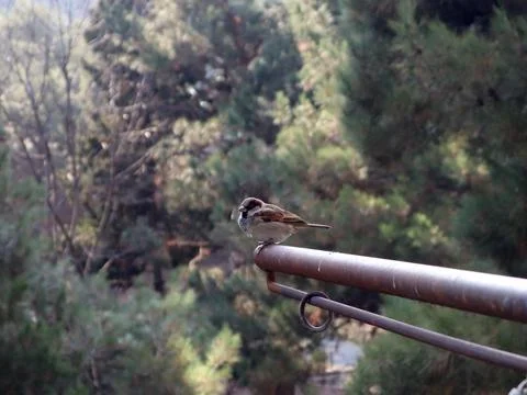 A sparrow on an iron pipe Foto stock