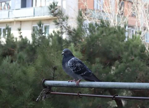 A sparrow on an iron pipe Foto stock