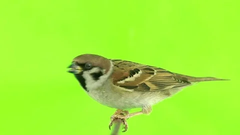 Sparrow  isolated  on a green  screen, studio shot Stock-Footage 80486730