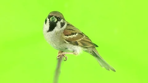 Sparrow  isolated on a green  screen, studio shot Stock Footage 80487028