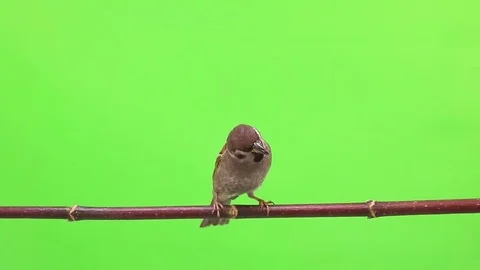 Sparrow  isolated on a green  screen, studio shot Stock Footage 80597540