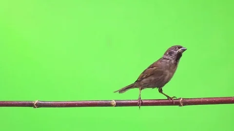 Sparrow isolated on a green  screen, studio shot Stock-Footage 80598214