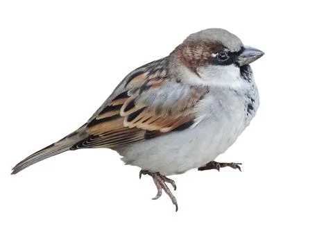 Sparrow isolated on white background Stock Photos