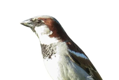 Sparrow isolated on white background Foto stock