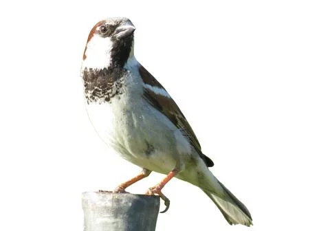 Sparrow isolated on white background Photos