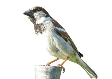 Sparrow isolated on white background Stock Photos