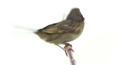 Sparrow isolated on a white background, studio shot Stock Footage