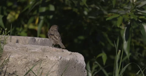 A sparrow jump, 4K slomo Stock Footage 222016113