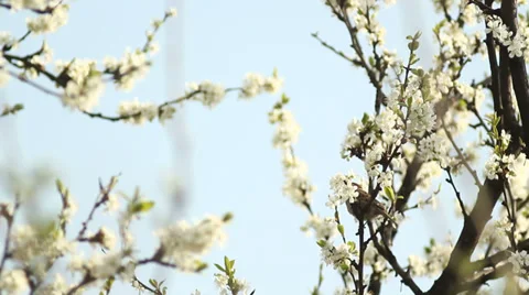 Sparrow Jumped From Branch To Branch Stock Footage 37568294