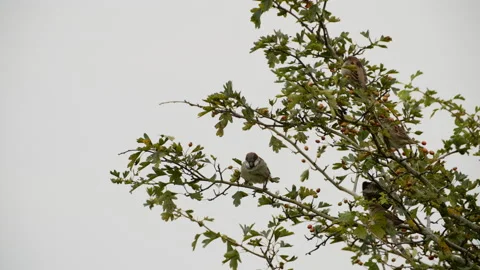 Sparrow jumping from bush with other sparrows Stock Footage 163671315