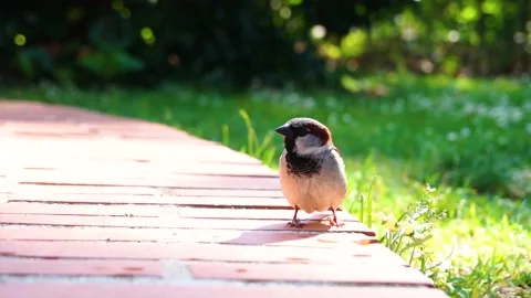 Sparrow jumping by a pond in slow motion 스톡 동영상 167597709