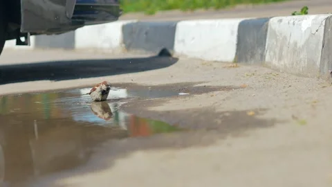 A sparrow, jumping on a puddle in hot weather, bathing, washing, splashing merri Stock Footage 205898692