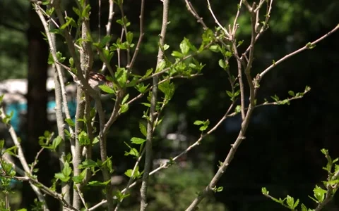 Sparrow Jumping Twig to Twig 스톡 동영상 154518311