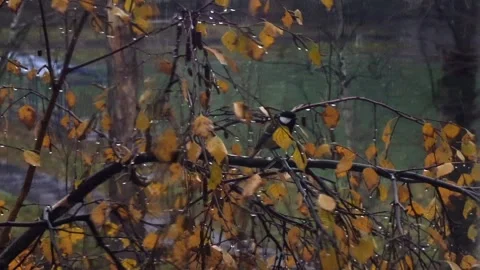 A sparrow jumps on an autumn tree Stock-Footage 289993355