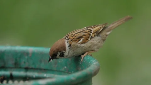 Sparrow Jumps into the Trash Stock Footage 89733833