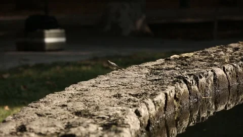 The sparrow by the lake 1 Video stock 330130595