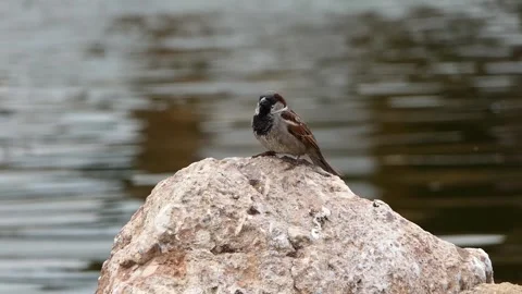 A sparrow by the lake Stock Footage 240990939